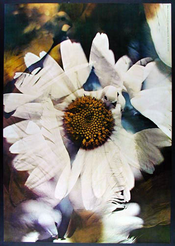 Doves & Daisies Poster