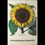 Basilius Besler 1613 Illustration of Sunflower New York Botanical Garden Print Series Poster