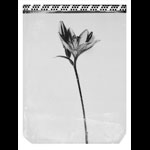 Justin Walsh Swans Poster